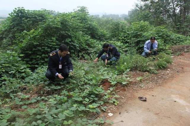 C:\Documents and Settings\Administrator\桌面\植物检疫通讯稿备用图\IMG_2643.JPG