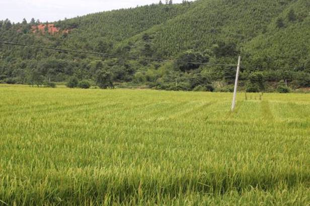 E:\2013\新建文件夹 (2)\利农执照 215.jpg