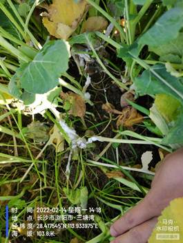 ˵��: F:\�����������ũҵ��\ũ���ƹ�����\1����Ҫ�����ĵ���ֲ����أ�\2022��\0���Ͳ�\20220214-�Ͳ˾��˲�2.jpg