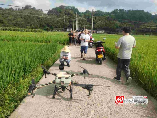 通道县:无人机飞防 助力农业增效 (2)