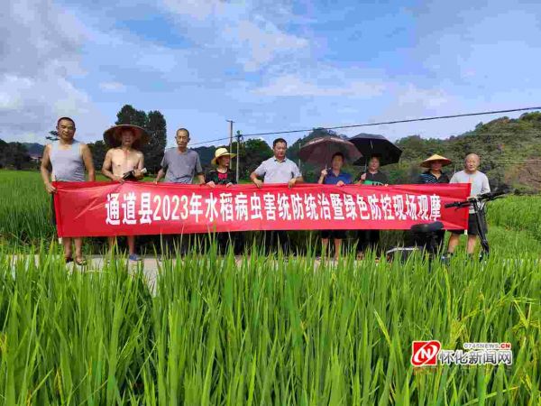 通道县:无人机飞防 助力农业增效 (1)