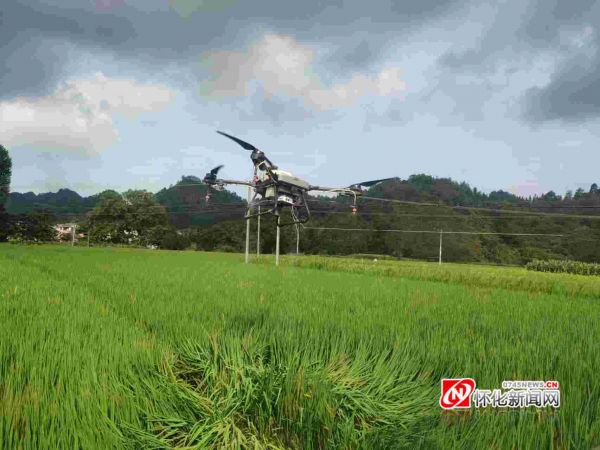 通道县:无人机飞防 助力农业增效 (3)