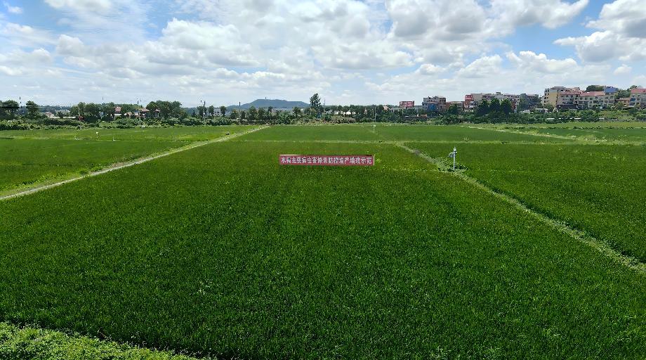 ����10��ũ���ﲡ�溦��ɫ���ؼ���ģʽ��ȫ��ũ�������ƽ�